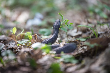 Vipera berus nikolskii on it's natural environment