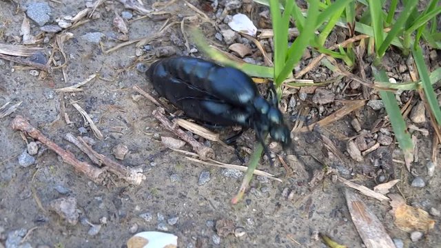 Accouplement de meloe.