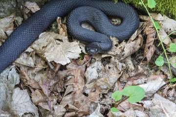 Vipera berus nikolskii on it's natural environment