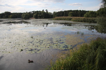 pond