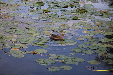 duck on a pond