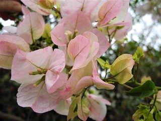 BOUGAINVILLEA Blüten, Teneriffa