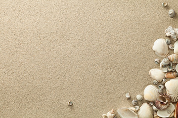 Sandy Beach Background with Shells