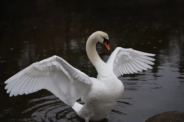 Printed kitchen splashbacks Swan White mute swan