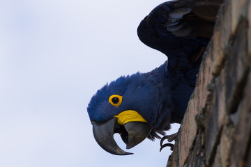 Hyacinth macaw close up, Brazilian wildlife