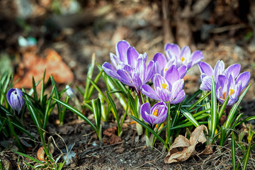 Group of crocuses growing from black soil in springtime