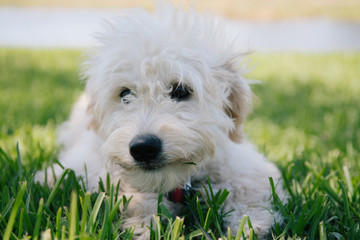 Adorably Cute Golden Doodle Puppy Playing Outside