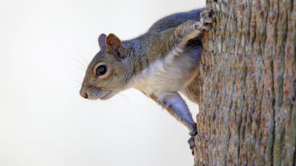 Squirrel hanging on side of tree with white background © Ed