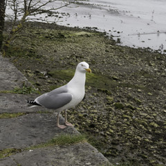 Seagull on a stone wall
