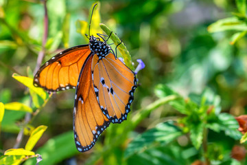 Close up orange butterfly in grass