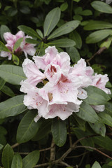 Light Pink Rhododendron Flowers in Blossom, Floral Background