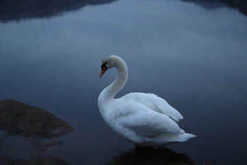 White mute swan