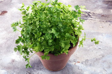 Homegrown and aromatic herb parsley in old clay pot.