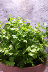 Homegrown and aromatic herb parsley in old clay pot.