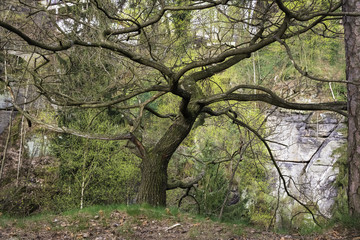 Single Bare Tree with woods on the background