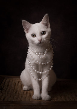 Studio portrait of white cat wearing pearl necklace