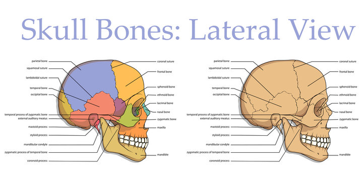 Medical Education Chart of Biology for Human Skull Diagram. Vector illustration