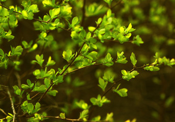Fototapeta na wymiar stock-photo-green-bush-leaves