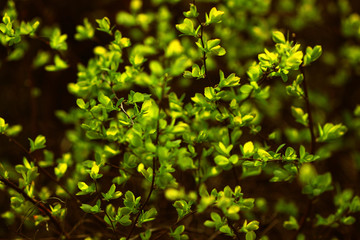 Fototapeta na wymiar stock-photo-tree-bush-green-leaves