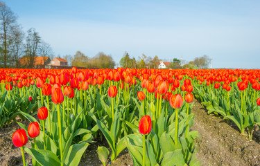 Tulips in a field below a blue sky in sunlight in spring