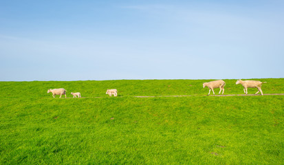 Fototapeta premium Sheep on a green dike along a lake in sunlight in spring