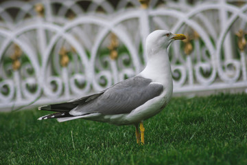 Seagull on the grass