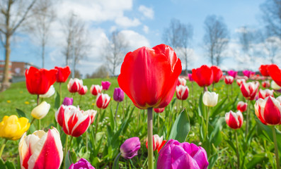 Field with colorful tulips below a blue sky in spring