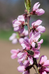Beautiful soft blooming tree in spring