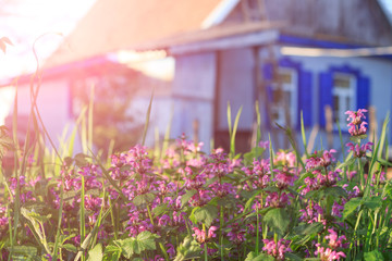 rural landscape with flowering herbs and a country house in the background