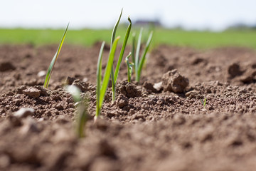 Small young fresh green crops rising from soil to sky