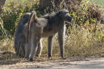 Baboon, mother and son, South Africa