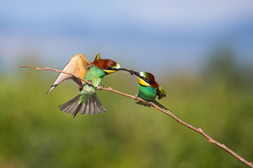 Bee-eater mating (pair of Merops apiaster) - Bird Male catch insects for Female, Isola della Cona,...