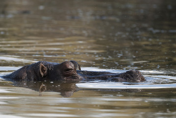 Hippopotamus , Kruger National Park , Africa