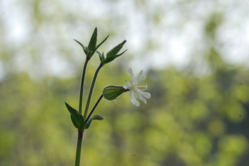 Flora spontanea della Sardegna