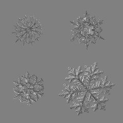 Four snowflakes isolated on uniform gray background. Macro photo of real snow crystals: large stellar dendrites with complex, ornate shapes, hexagonal symmetry, long elegant arms and glossy surface.