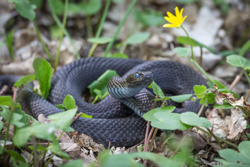 Vipera berus nikolskii on it's natural environment
