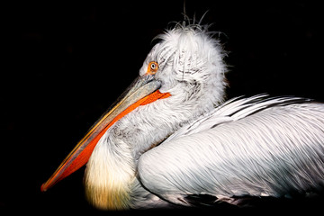 Pelican
