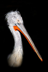 Detail of pelican head on black background