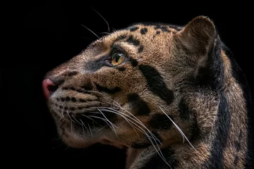 Abwaschbare Fototapete Leopard © rebius