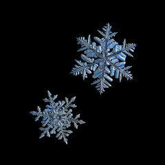 Two snowflakes isolated on black background. Macro photo of real snow crystals: large stellar dendrites with complex, ornate shapes, fine hexagonal symmetry, long, elegant arms and glossy surface.