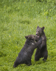 Fototapeta premium Cute two brown grizzly bear cubs Ursus arctos playing together resembling wrestling contest on fresh grass after hard rain. Wildlife photography scene of secret animal family life in nature habitat.