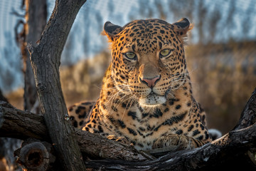 Leopard