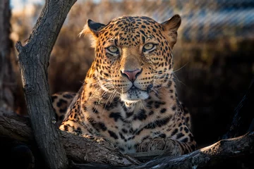 Möbelaufkleber Javan leopard © rebius