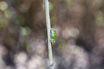 European Green Tree Frog on Reed resting, blur background