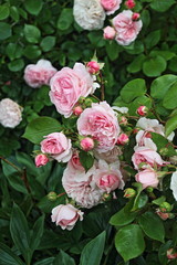 rosa englische Strauchrose