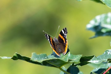 Vanessa atalanta, red admiral butterfly close up
