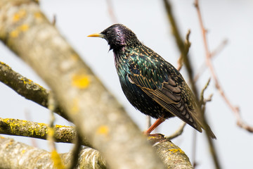 Star - Vogel des Jahres 2018