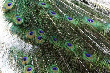 Obraz premium The harlequin peacock feathers