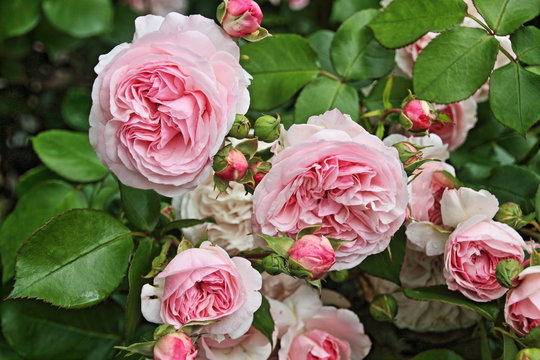 rosa englische Strauchrose