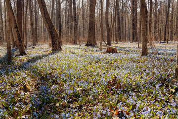 Blue flowers of the Scilla blooming. Bright spring flower of Scilla in forest